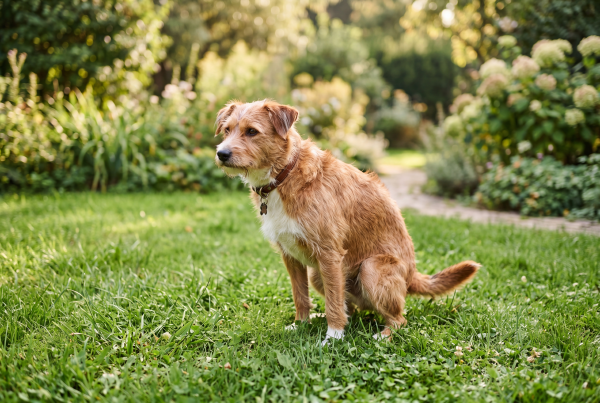 Jak poznat, že psovi granule nesedí?
